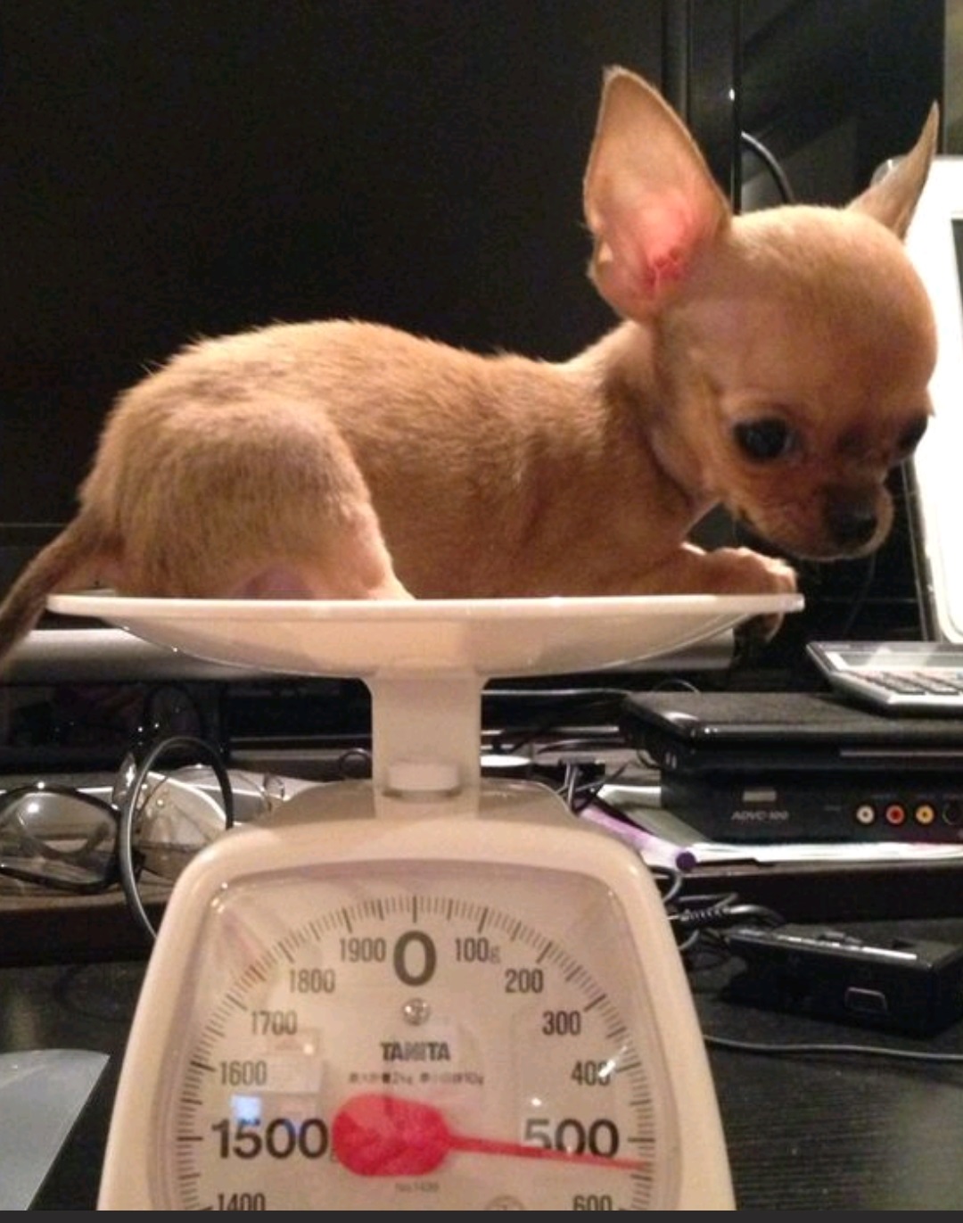 小さな頃の愛犬チョロ